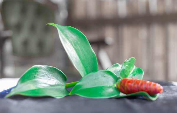 Glenn Le Ph Officiel